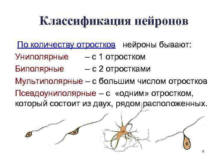 Классификация нейронов По количеству отростков нейроны бывают: Униполярные – с 1 отростком Биполярные –
