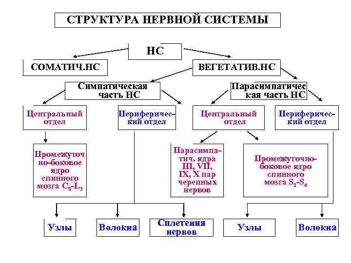 СТРУКТУРА НЕРВНОЙ СИСТЕМЫ НС СОМАТИЧ. НС ВЕГЕТАТИВ. НС Симпатическая часть НС Центральный отдел Периферический