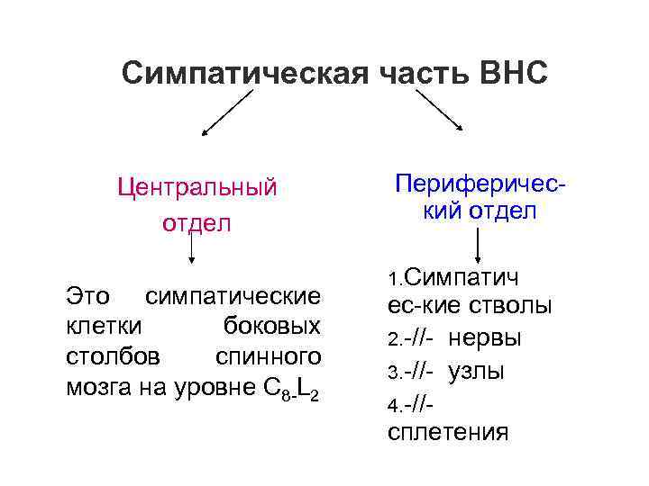 Симпатическая часть ВНС Центральный отдел Это симпатические клетки боковых столбов спинного мозга на уровне