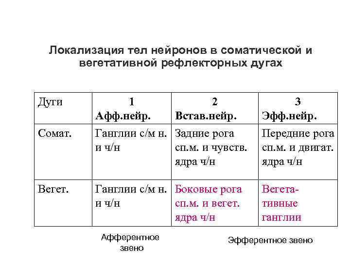 Локализация тел нейронов в соматической и вегетативной рефлекторных дугах Дуги 1 Афф. нейр. Сомат.