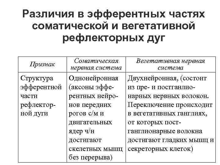 Различия в эфферентных частях соматической и вегетативной рефлекторных дуг Признак Соматическая нервная система Вегетативная