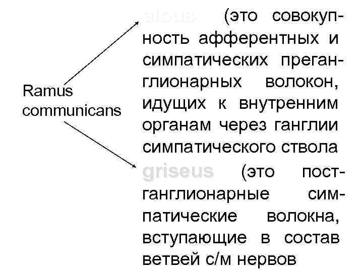 albus Ramus communicans (это совокупность афферентных и симпатических преганглионарных волокон, идущих к внутренним органам