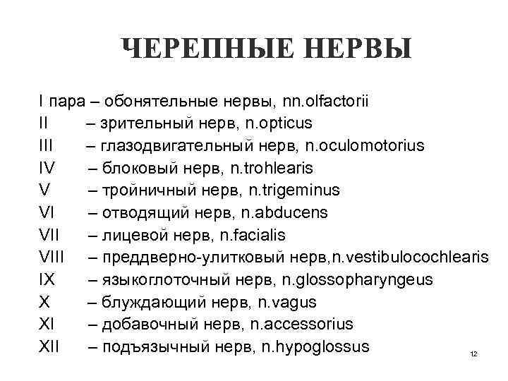 ЧЕРЕПНЫЕ НЕРВЫ I пара – обонятельные нервы, nn. olfactorii II – зрительный нерв, n.