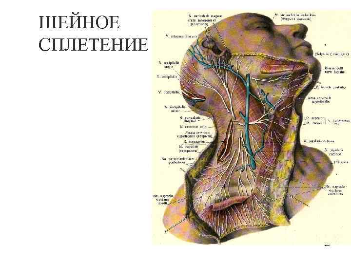 ШЕЙНОЕ СПЛЕТЕНИЕ 25 