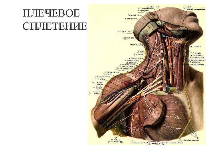 ПЛЕЧЕВОЕ СПЛЕТЕНИЕ 26 