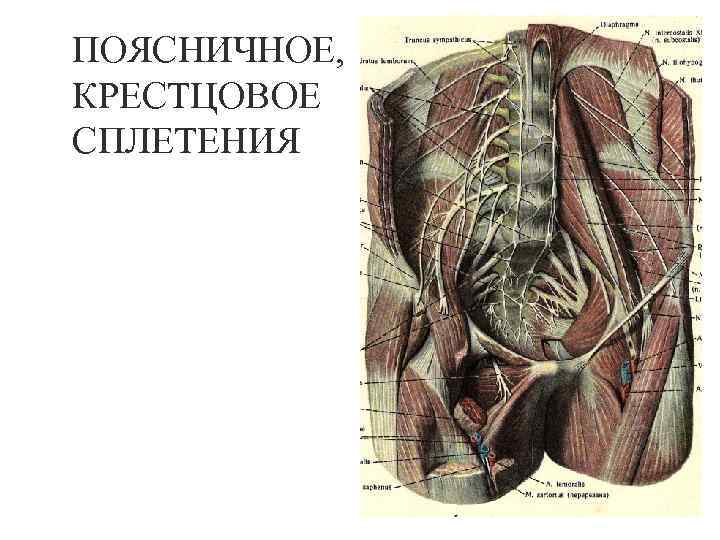 ПОЯСНИЧНОЕ, КРЕСТЦОВОЕ СПЛЕТЕНИЯ 27 