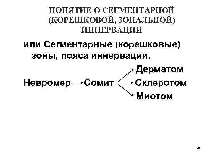 ПОНЯТИЕ О СЕГМЕНТАРНОЙ (КОРЕШКОВОЙ, ЗОНАЛЬНОЙ) ИННЕРВАЦИИ или Сегментарные (корешковые) зоны, пояса иннервации. Дерматом Невромер