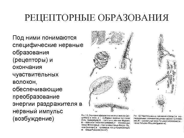 РЕЦЕПТОРНЫЕ ОБРАЗОВАНИЯ Под ними понимаются специфические нервные образования (рецепторы) и окончания чувствительных волокон, обеспечивающие