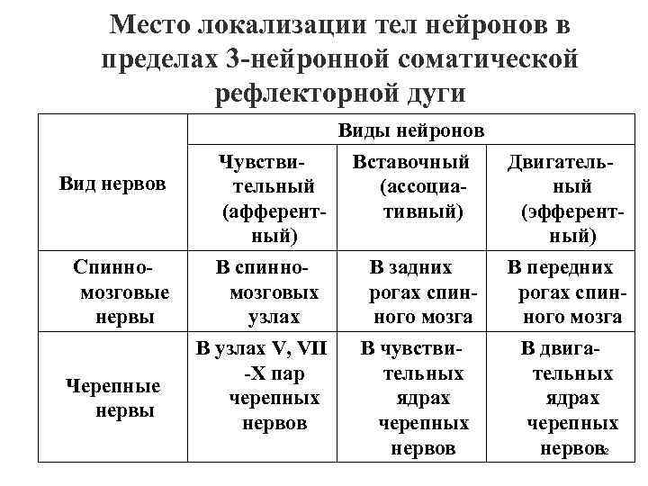 Место локализации тел нейронов в пределах 3 -нейронной соматической рефлекторной дуги Виды нейронов Вид