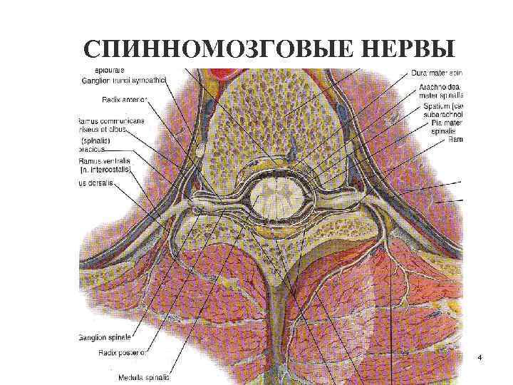 Схема спинномозгового нерва