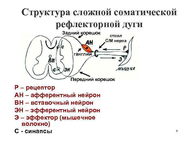 Структура сложной соматической рефлекторной дуги Задний корешок ствол С/М нерва ганглий Передний корешок Р