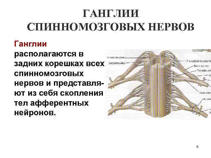 Что представляет собой ганглий. В спинномозговых узлах находятся. Передние и задние корешки спинного мозга. Ганглий заднего корешка. Задние корешки спинного мозга.