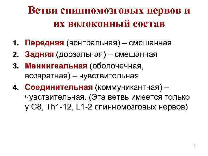 Ветви спинномозговых нервов и их волоконный состав 1. Передняя (вентральная) – смешанная 2. Задняя