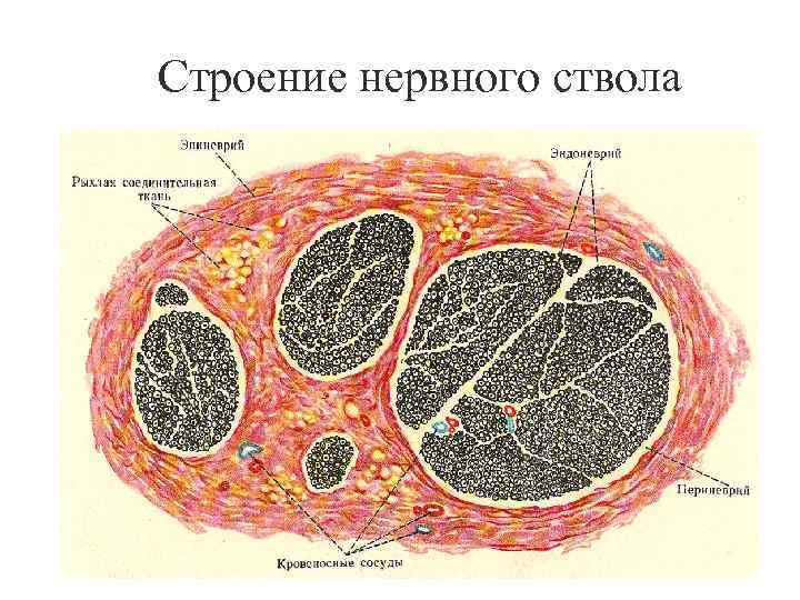 Строение нервного ствола 9 