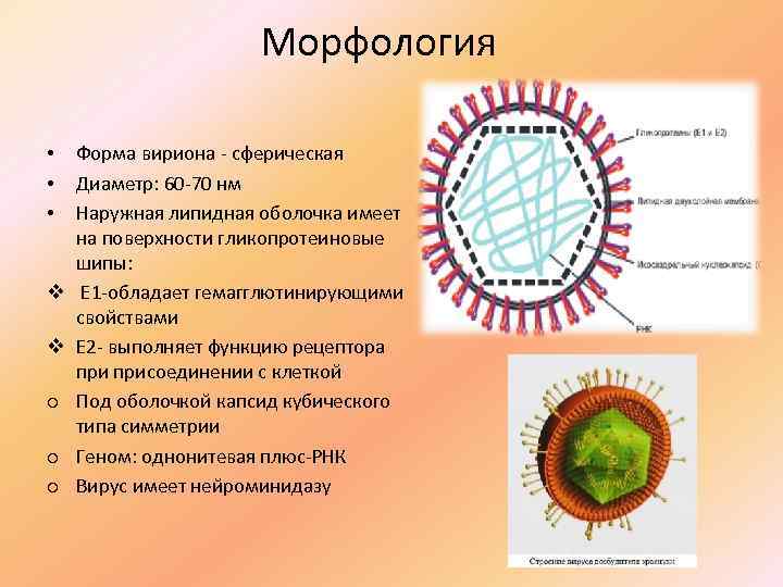 Рисунки различных форм вирионов