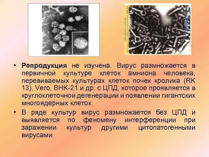  • Репродукция не изучена. Вирус размножается в первичной культуре клеток амниона человека, перевиваемых