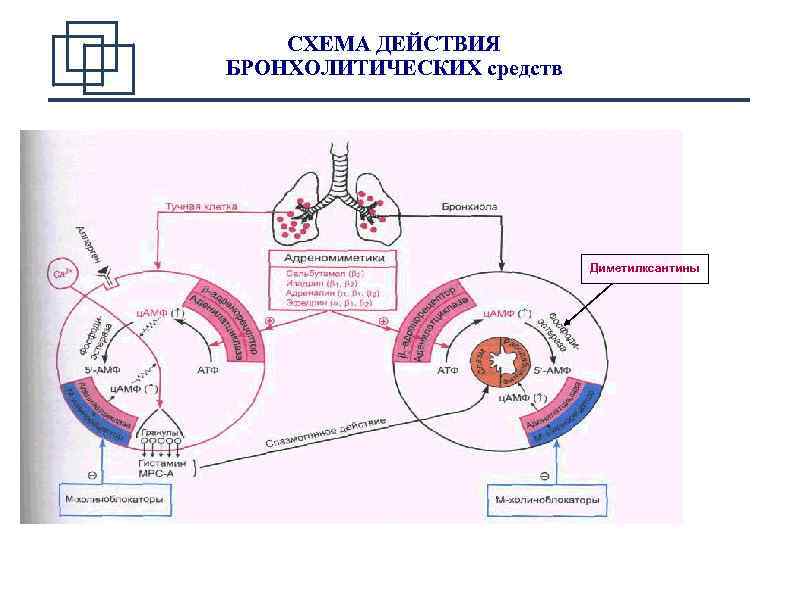СХЕМА ДЕЙСТВИЯ БРОНХОЛИТИЧЕСКИХ средств Диметилксантины 2 