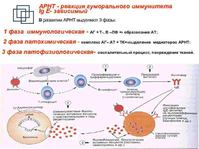 АРНТ - реакция гуморального иммунитета Ig E- зависимый В развитии АРНТ выделяют 3 фазы: