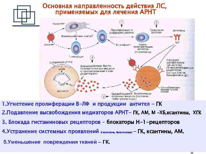 Основная направленность действия ЛС, применяемых для лечения АРНТ 1. Угнетение пролиферации В-ЛФ и продукции