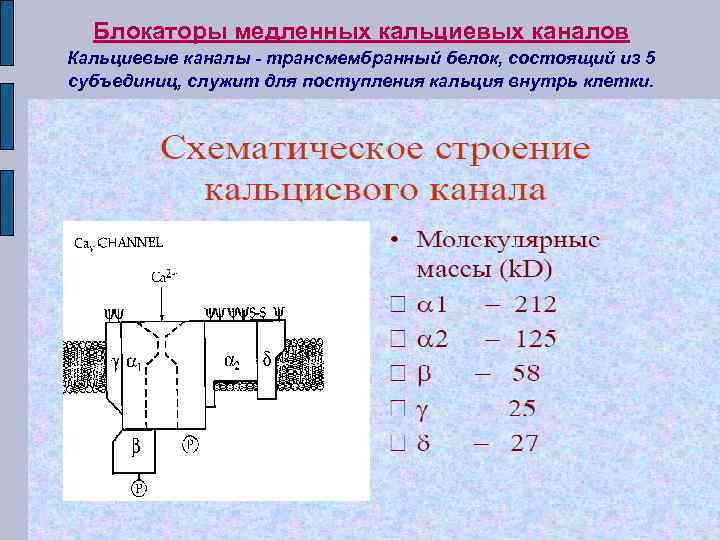 Блокаторы медленных кальциевых каналов Кальциевые каналы - трансмембранный белок, состоящий из 5 субъединиц, служит