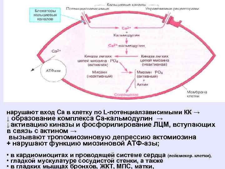 нарушают вход Са в клетку по L-потенциалзависимыми КК → ↓ образование комплекса Са-кальмодулин →