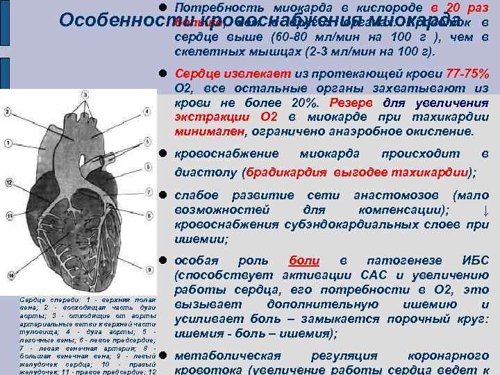  Потребность миокарда в кислороде в 20 раз Особенности кровоснабжения миокарда в больше, чем