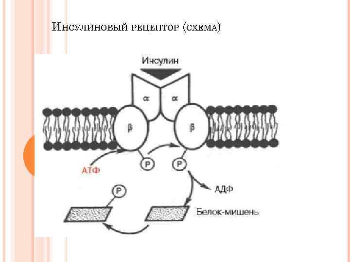 ИНСУЛИНОВЫЙ РЕЦЕПТОР (СХЕМА) 