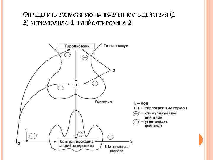 ОПРЕДЕЛИТЬ ВОЗМОЖНУЮ НАПРАВЛЕННОСТЬ ДЕЙСТВИЯ (13) МЕРКАЗОЛИЛА-1 И ДИЙОДТИРОЗИНА-2 