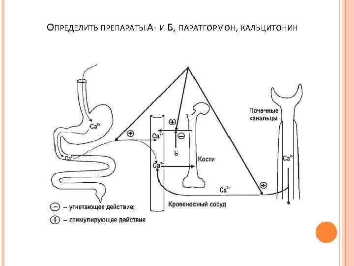 ОПРЕДЕЛИТЬ ПРЕПАРАТЫ А- И Б, ПАРАТГОРМОН, КАЛЬЦИТОНИН 