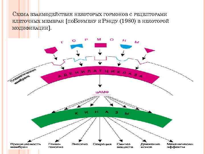 СХЕМА ВЗАИМОДЕЙСТВИЯ НЕКОТОРЫХ ГОРМОНОВ С РЕЦЕПТОРАМИ КЛЕТОЧНЫХ МЕМБРАН [ПОБОУМЕНУ И РЭНДУ (1980) В НЕКОТОРОЙ