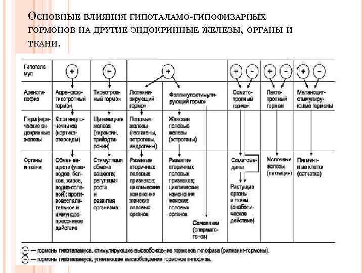 ОСНОВНЫЕ ВЛИЯНИЯ ГИПОТАЛАМО-ГИПОФИЗАРНЫХ ГОРМОНОВ НА ДРУГИЕ ЭНДОКРИННЫЕ ЖЕЛЕЗЫ, ОРГАНЫ И ТКАНИ. 