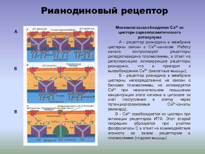 Рианодиновый рецептор А Б В Механизм высвобождения Ca 2+ из цистерн саркоплазматического ретикулума. А