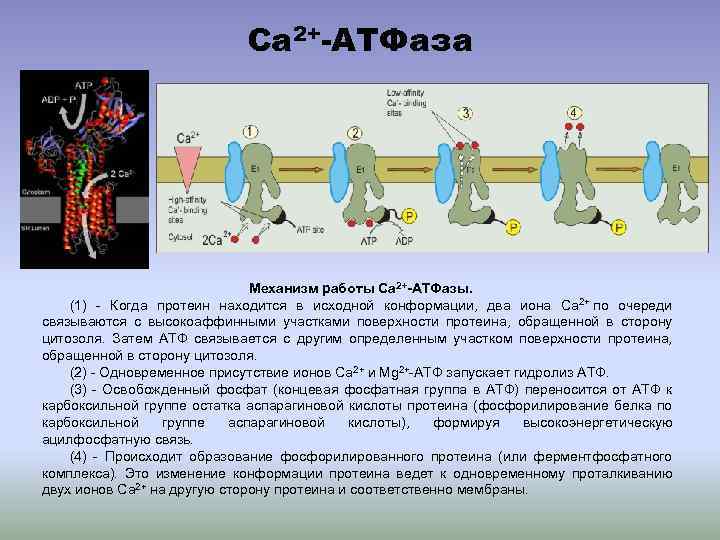 Ca 2+-АТФаза Механизм работы Са 2+-АТФазы. (1) - Когда протеин находится в исходной конформации,