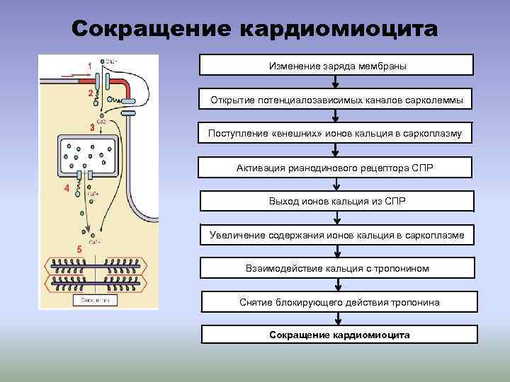 Сокращение кардиомиоцита Изменение заряда мембраны Открытие потенциалозависимых каналов сарколеммы Поступление «внешних» ионов кальция в
