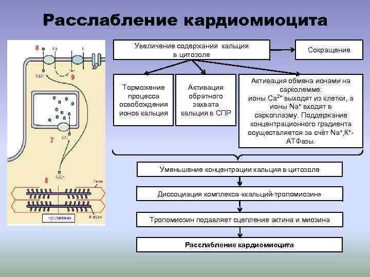 Расслабление кардиомиоцита Увеличение содержания кальция в цитозоле Торможение процесса освобождения ионов кальция Активация обратного