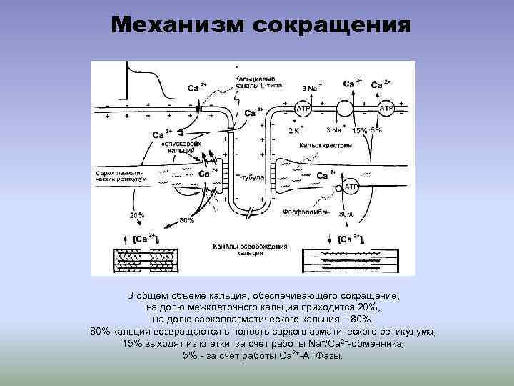 Механизм сокращения В общем объёме кальция, обеспечивающего сокращение, на долю межклеточного кальция приходится 20%,