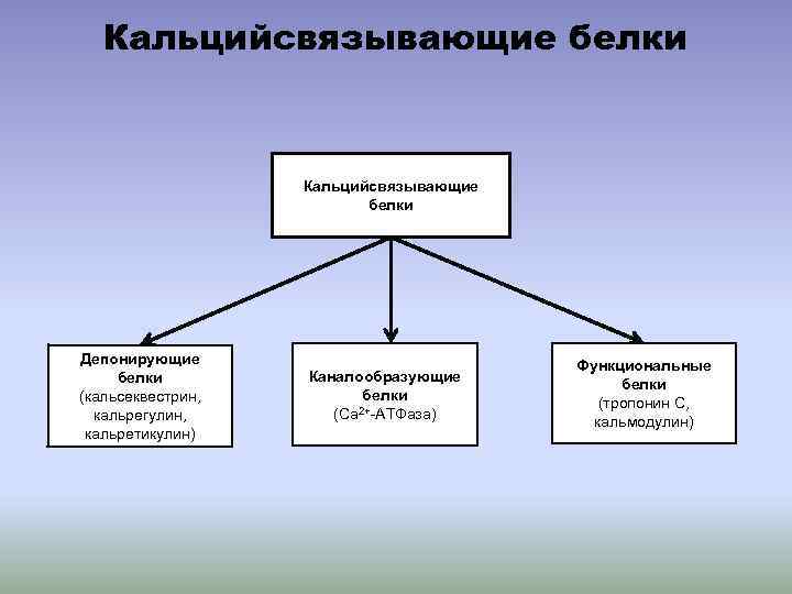Кальцийсвязывающие белки Депонирующие белки (кальсеквестрин, кальрегулин, кальретикулин) Каналообразующие белки (Са 2+-АТФаза) Функциональные белки (тропонин