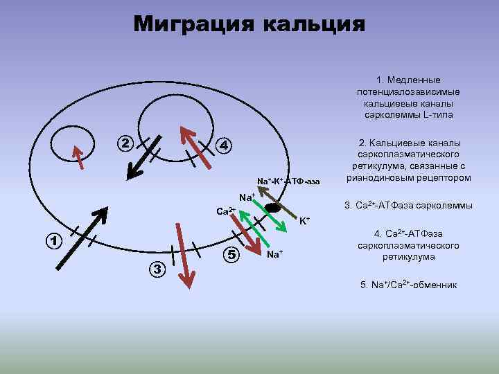 Миграция кальция 1. Медленные потенциалозависимые кальциевые каналы сарколеммы L-типа 2 4 Na+-K+-АТФ-аза Na+ 3.