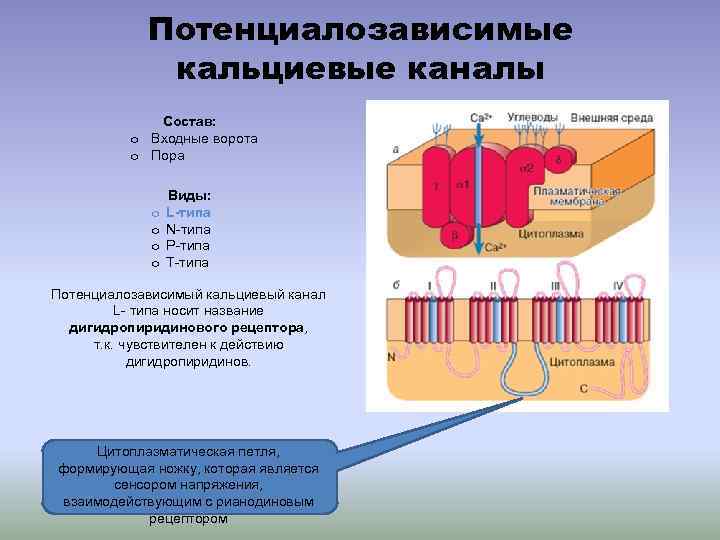 Потенциалозависимые кальциевые каналы Состав: o Входные ворота o Пора o o Виды: L-типа N-типа