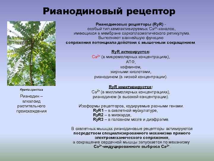 Рианодиновый рецептор Рианодиновые рецепторы (Ry. R) особый тип хемоактивируемых Са 2+-каналов, имеющихся в мембране