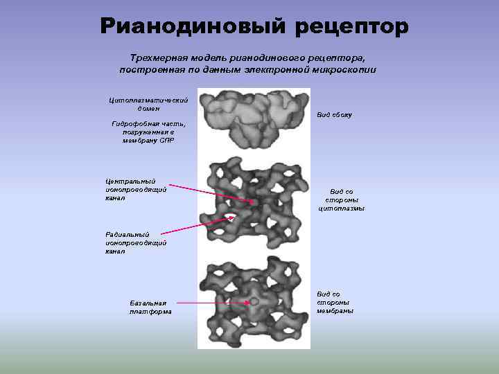 Рианодиновый рецептор Трехмерная модель рианодинового рецептора, построенная по данным электронной микроскопии Цитоплазматический домен Вид
