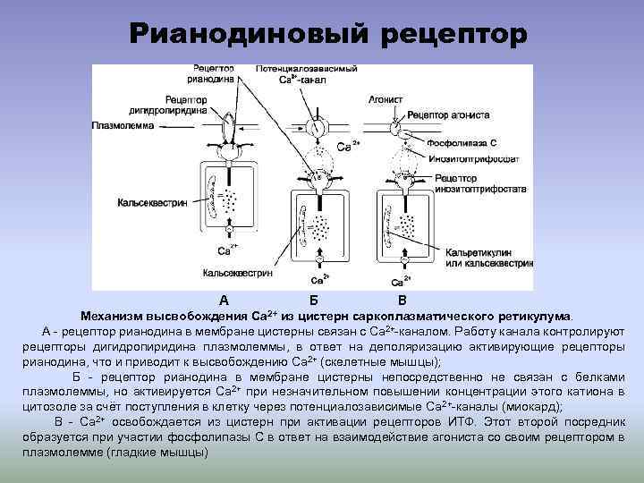 Рианодиновый рецептор А Б Ca 2+ В Механизм высвобождения из цистерн саркоплазматического ретикулума. А