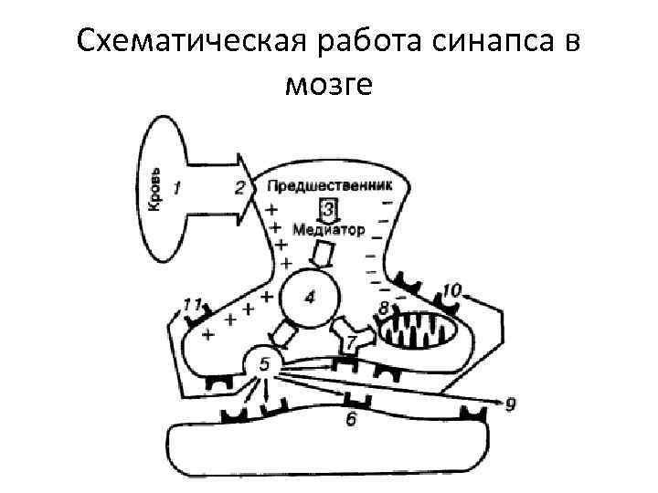 Схематическая работа синапса в мозге 