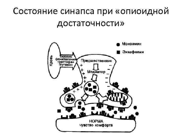 Состояние синапса при «опиоидной достаточности» 