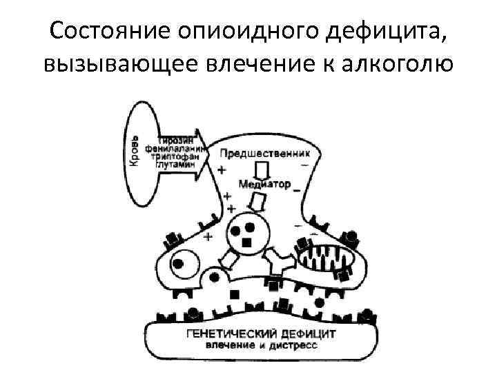Состояние опиоидного дефицита, вызывающее влечение к алкоголю 