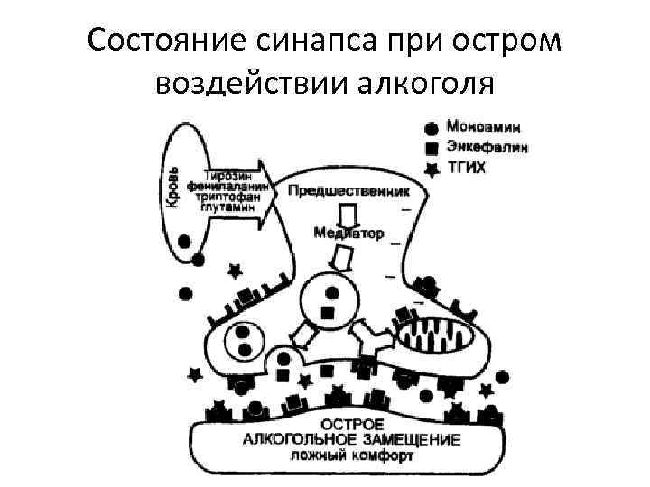 Состояние синапса при остром воздействии алкоголя 