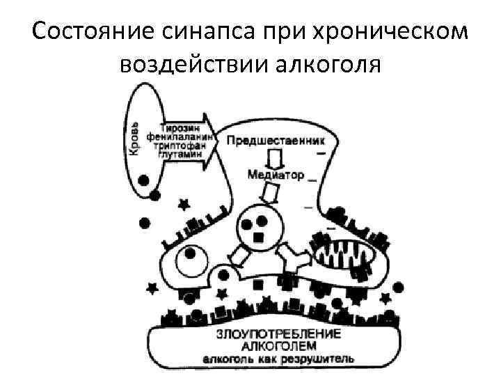 Состояние синапса при хроническом воздействии алкоголя 