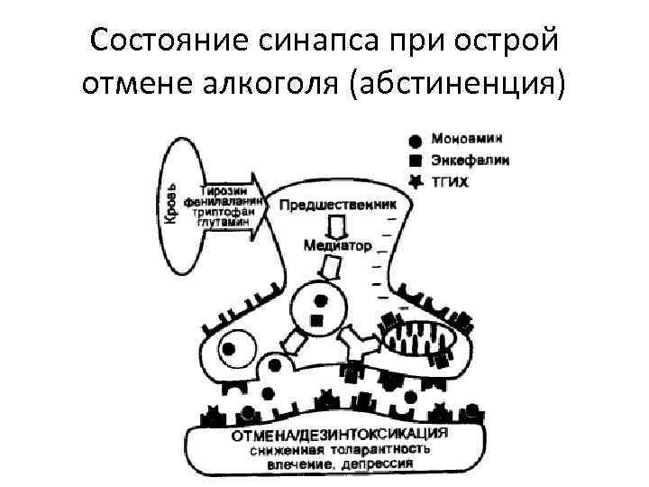 Состояние синапса при острой отмене алкоголя (абстиненция) 