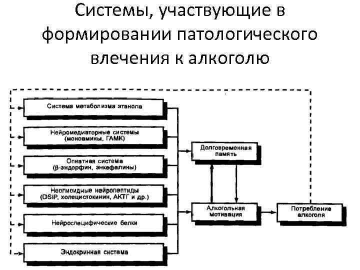 Системы, участвующие в формировании патологического влечения к алкоголю 