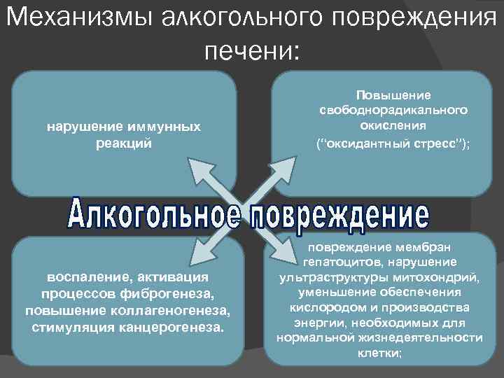 Механизмы алкогольного повреждения печени: Повышение свободнорадикального окисления (“оксидантный стресс”); нарушение иммунных реакций воспаление, активация